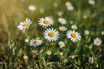 Close-up of white chamomile blossoms against a soft-focus backdrop
