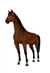 Obraz premium Brown horse, full body, standing pose