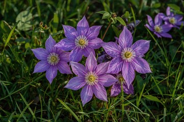 Portrait of purple blossoms in a vertical frame
