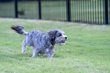 Fototapeta premium Dog Playing in Yard