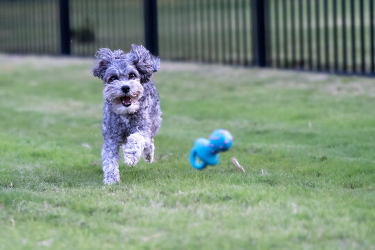 Dog Playing in Yard