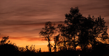 Siluetas de árboles y arbustos en un atardecer anaranjado con cielo nublado