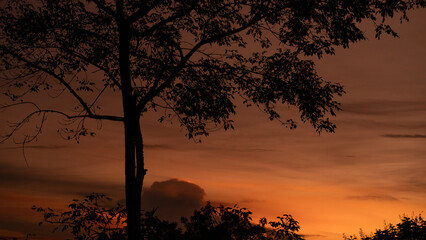 Árbol en silueta al atardecer con cielo naranja y nubes