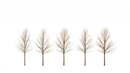 Obraz premium Row of trees standing before a pale backdrop