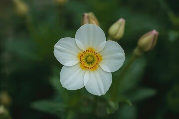 Close-Up of a Garden Flower in White and Yellow