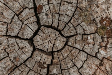 Fototapeta premium Old weathered timber discovered in deserted quarry