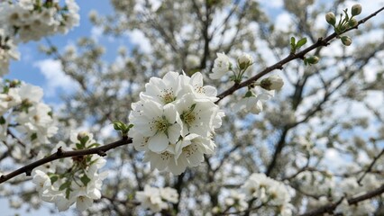 White blossoms on a fruit tree in early spring