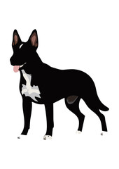 Belgian Malinois dog line vector illustration white background	