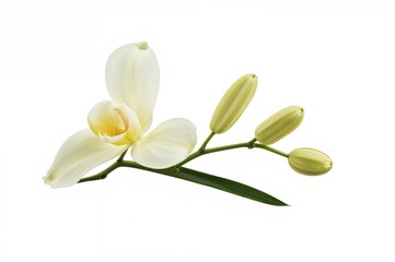 Obraz premium Isolated vanilla blossoms, seed pods, and foliage on a white backdrop, horizontal layout