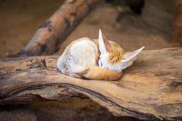 Cute fox sleeping on the wood