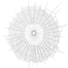 Spider web covered in morning dew isolated