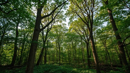 Obraz premium Vibrant tree-covered landscape