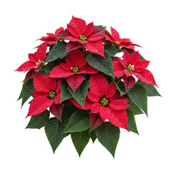 Fresh christmas poinsettia with water drops isolated