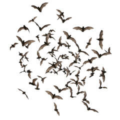 Swarm of realistic flying bats isolated