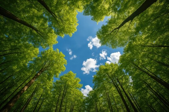 Looking Skyward to the Heavens