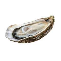 Fresh opened oyster isolated on white background, symbolizing gourmet seafood delicacy, marine cuisine, and luxury appetizer.  
