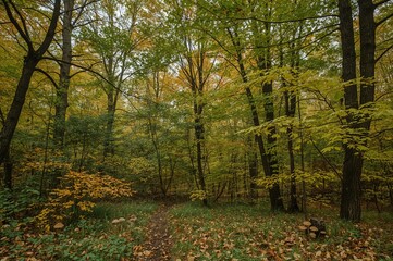 Obraz premium A serene autumn scene featuring lush green leaves, dense woods, mushrooms, and vivid foliage, perfect for a tranquil stroll