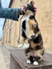 Playful calico cat stands on hind legs while being petted, enjoying attention on a wooden bench by a rustic building.