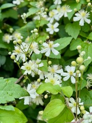 Delicate white Clematis flowers blooming among lush green leaves, captured in a close-up on a fresh summer day.
