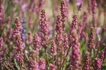 Obraz premium Close-up shots of vibrant spring flora on a plain background