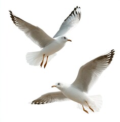 Obraz premium Two seagulls in flight against white background