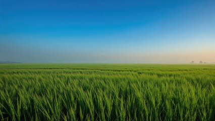 Scenic rice paddies under a clear blue sky