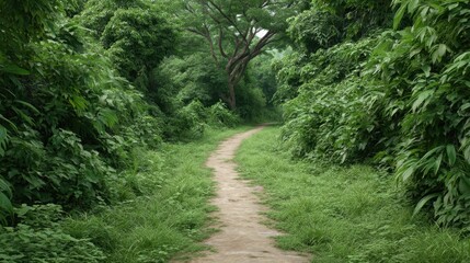 Serene Natural Landscape of a Lush Green Pathway Surrounded by Dense Foliage and Vibrant Vegetation in a Peaceful Forest Environment