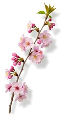 Obraz premium Portrait of Cherry Blossoms Phone Wallpaper with Spring Bloom Beauty