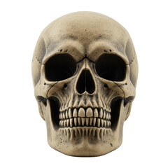 Fototapeta premium Human skull model isolated on white background 