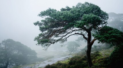Obraz premium Scots pine in raging storm