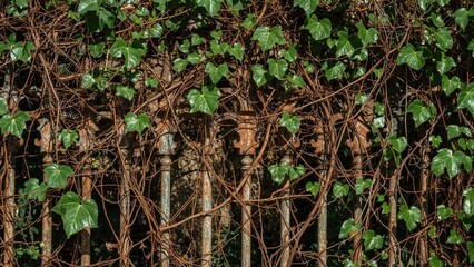 Natural Vines Growing on Weathered Iron Railings, Suitable for Projects with Timeless and Current Concepts