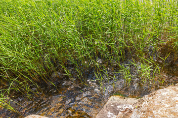 Close up view of reeds growing in shallow lake water with stone bank and sunlight reflections. Sweden.
