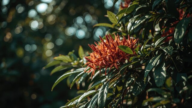 Focused view of Lecythis pisonis tree's flowers and leaves with a smooth bokeh effect