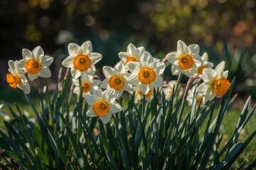 Fototapeta premium Orange and white Jonquilla and Apodanthus daffodils (Narcissus) 'Blushing Lady' flowering in an April garden