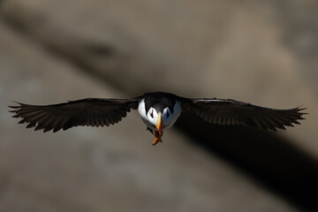 Head on photo of a puffin