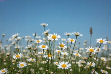 Blue sky backdrop with white chamomile flowers