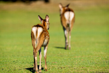 親子の鹿が草原を歩く後ろ姿