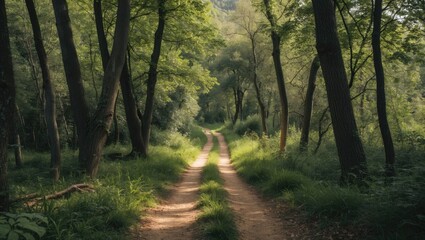 Obraz premium Central Italy woodland pathway view