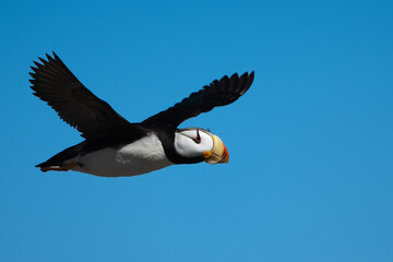 Puffin against a blue sky background