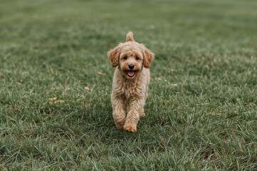 Fototapeta premium A joyful light brown poodle puppy dashes toward the camera across a vibrant green field. A lovable pet and an adorable canine.