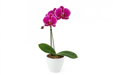 Bright red orchid plant in a white pot against a plain backdrop