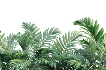 Fototapeta premium Lush tropical foliage