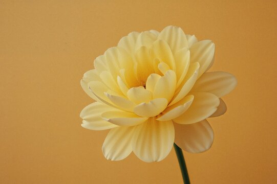 Retro style yellow bloom against a wooden backdrop with empty space
