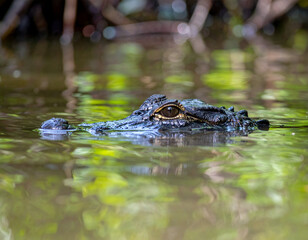 Obraz premium Caiman's watchful golden eye peeks above murky swamp water, perfectly camouflaged amidst the vibrant green reflections of its natural habitat.