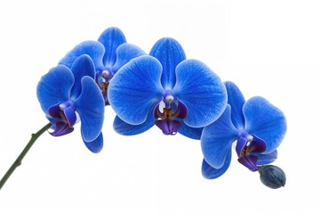 Bright blue orchids adorned with coordinating blue satin bows, enhancing the charm and grace of any flower arrangement.