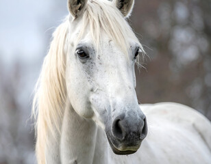 Obraz premium Close-up of a majestic white horse with a flowing mane and speckled face, gazing calmly in a natural outdoor setting.