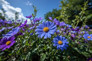 Obraz premium Bright yellow-centered flowers in vivid blue and purple hues amid rich greenery beneath a clear sunny sky