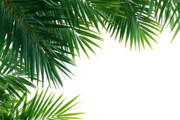 Naklejka premium Close-up of vibrant green palm fronds framing a black background