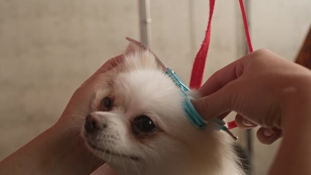 Closeup of professional groomer gently trimming hair around white Pomeranian ear during safe and precise grooming process