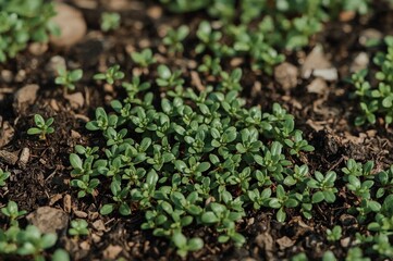 Tiny greenery captured naturally on a phone, no edits applied